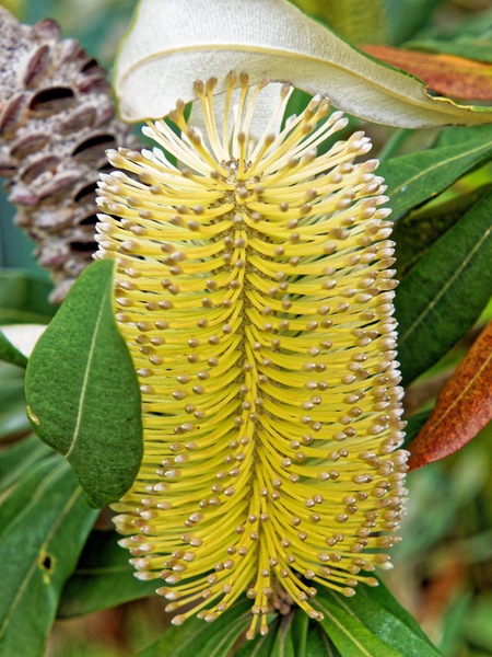 https://lemis.nyc3.digitaloceanspaces.com/grog/Photos/20230623/small/Banksia-2.jpeg