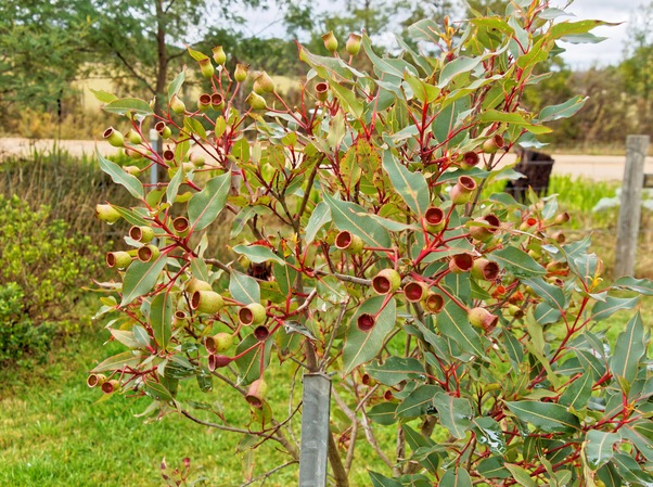 https://lemis.nyc3.digitaloceanspaces.com/grog/Photos/20230623/small/Corymbia-ficifolia-1.jpeg