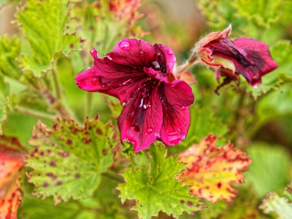 https://lemis.nyc3.digitaloceanspaces.com/grog/Photos/20230623/small/Pelargonium-1.jpeg