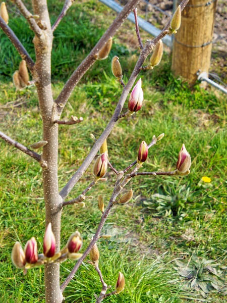 https://lemis.nyc3.digitaloceanspaces.com/grog/Photos/20230827/small/Magnolia-buds-2.jpeg