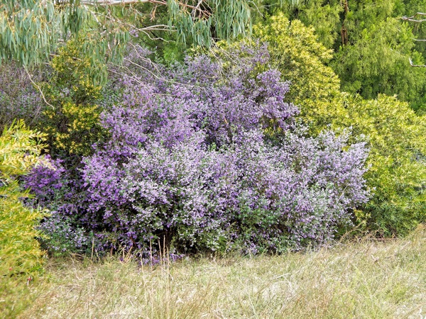 https://lemis.nyc3.digitaloceanspaces.com/grog/Photos/20230925/small/Wildflowers-2.jpeg