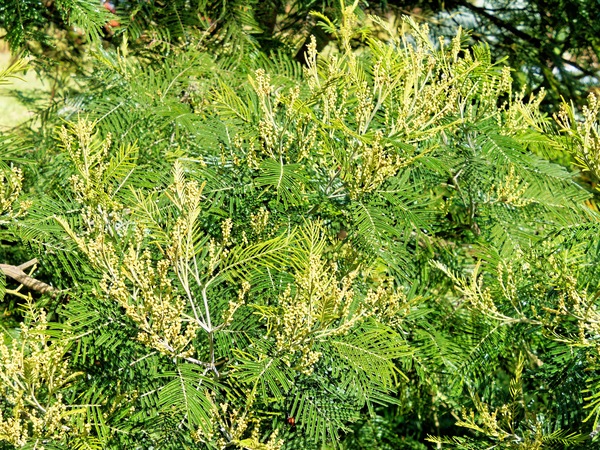 https://lemis.nyc3.digitaloceanspaces.com/grog/Photos/20230926/small/Wattle.jpeg