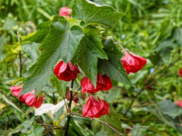 https://lemis.nyc3.digitaloceanspaces.com/grog/Photos/20231024/small/Abutilon-4.jpeg
