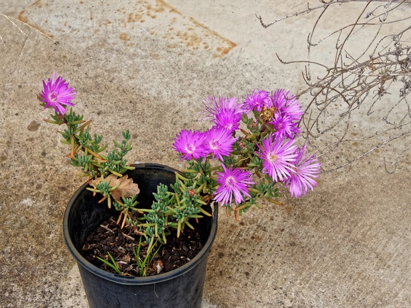 https://lemis.nyc3.digitaloceanspaces.com/grog/Photos/20231024/small/Carpobrotus-2.jpeg