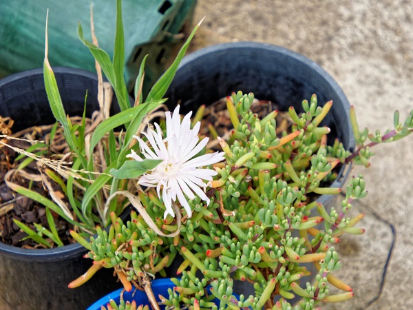 https://lemis.nyc3.digitaloceanspaces.com/grog/Photos/20231024/small/Carpobrotus-3.jpeg