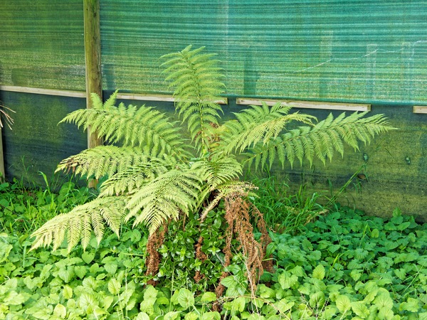 https://lemis.nyc3.digitaloceanspaces.com/grog/Photos/20231024/small/Tree-fern.jpeg