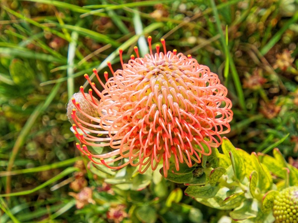 https://lemis.nyc3.digitaloceanspaces.com/grog/Photos/20231112/small/Leucospermum-cordifolium-1.jpeg