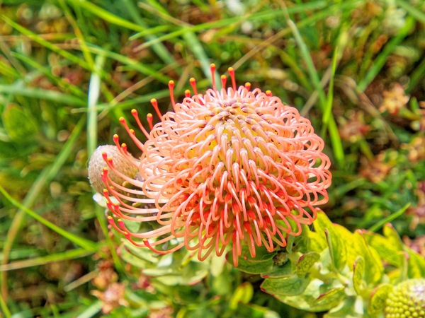 https://lemis.nyc3.digitaloceanspaces.com/grog/Photos/20231112/small/Leucospermum-cordifolium-2.jpeg