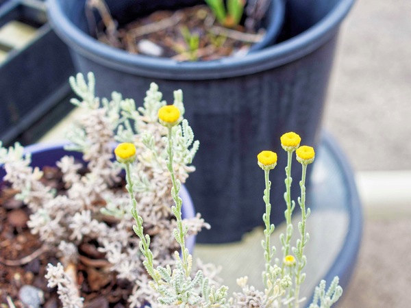 https://lemis.nyc3.digitaloceanspaces.com/grog/Photos/20231123/small/Helichrysum-3.jpeg