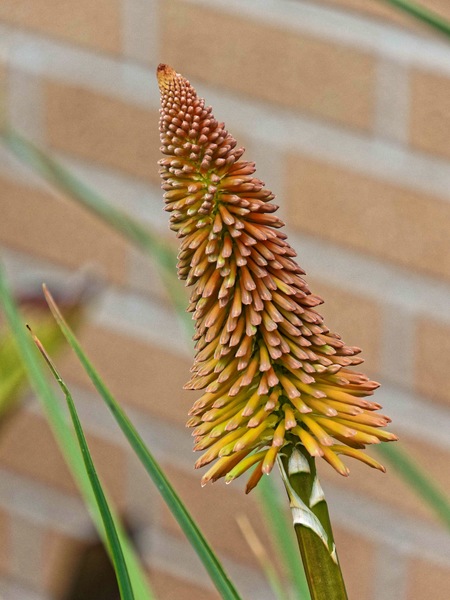 https://lemis.nyc3.digitaloceanspaces.com/grog/Photos/20231123/small/Kniphofia-1.jpeg