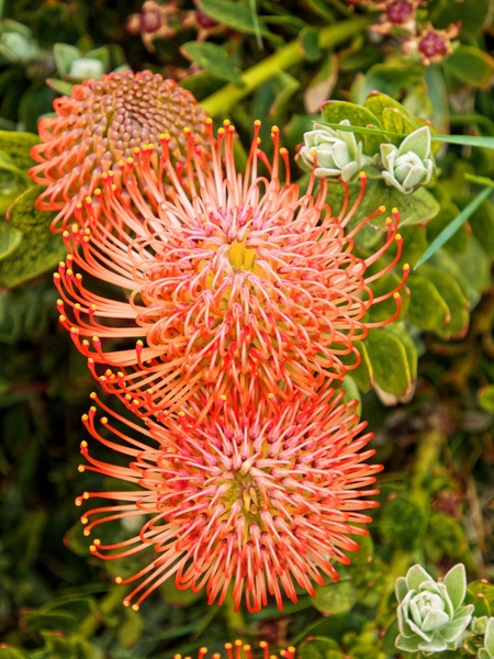 https://lemis.nyc3.digitaloceanspaces.com/grog/Photos/20231123/small/Leucospermum-cordifolium-2.jpeg