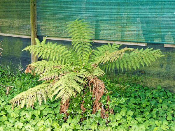 https://lemis.nyc3.digitaloceanspaces.com/grog/Photos/20231123/small/Tree-fern.jpeg