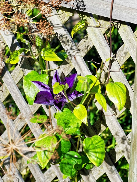 https://lemis.nyc3.digitaloceanspaces.com/grog/Photos/20240112/small/Clematis.jpeg