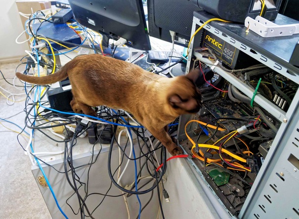 https://lemis.nyc3.digitaloceanspaces.com/grog/Photos/20240228/small/Bruno-1.jpeg