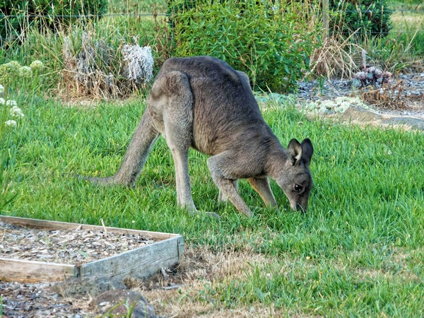 https://lemis.nyc3.digitaloceanspaces.com/grog/Photos/20240316/small/Kangaroo-3.jpeg