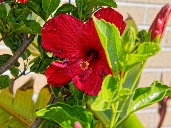 https://lemis.nyc3.digitaloceanspaces.com/grog/Photos/20240320/small/Hibiscus-2.jpeg