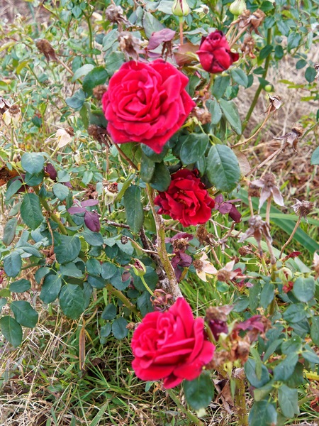 https://lemis.nyc3.digitaloceanspaces.com/grog/Photos/20240423/small/Roses-5.jpeg