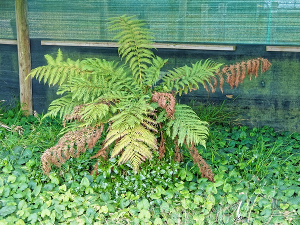 https://lemis.nyc3.digitaloceanspaces.com/grog/Photos/20240423/small/Tree-fern.jpeg