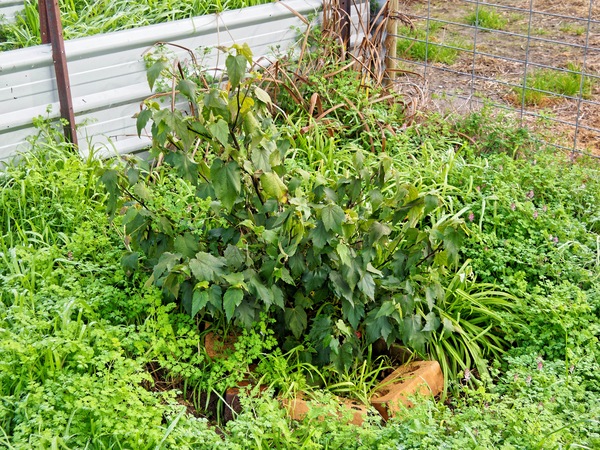 https://lemis.nyc3.digitaloceanspaces.com/grog/Photos/20240722/small/Abutilon-1.jpeg