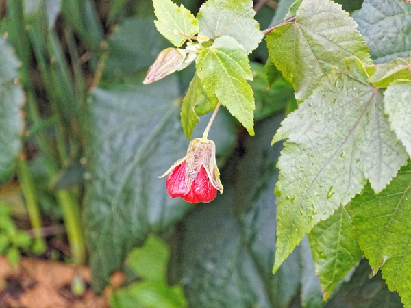 https://lemis.nyc3.digitaloceanspaces.com/grog/Photos/20240722/small/Abutilon-2.jpeg