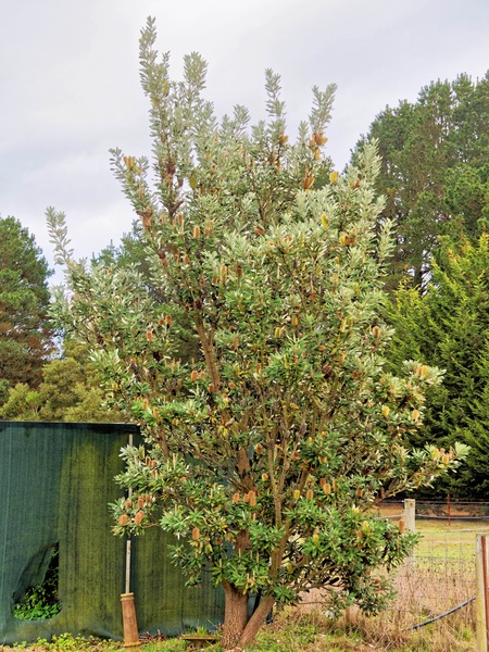 https://lemis.nyc3.digitaloceanspaces.com/grog/Photos/20240722/small/Banksia-1.jpeg