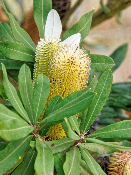 https://lemis.nyc3.digitaloceanspaces.com/grog/Photos/20240722/small/Banksia-2.jpeg