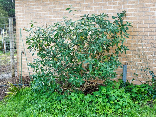 https://lemis.nyc3.digitaloceanspaces.com/grog/Photos/20240722/small/Buddleja-2.jpeg