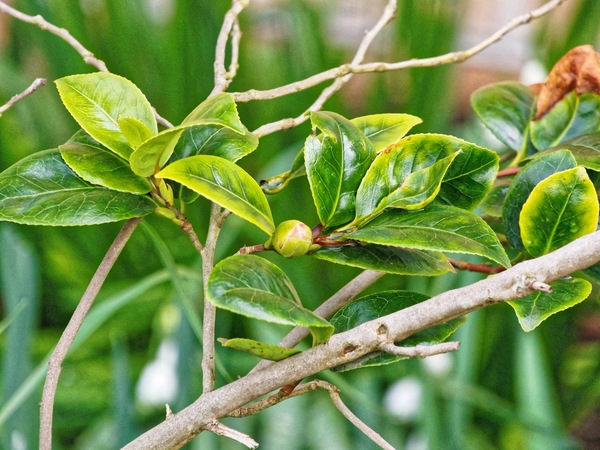 https://lemis.nyc3.digitaloceanspaces.com/grog/Photos/20240722/small/Camellia-japonica.jpeg