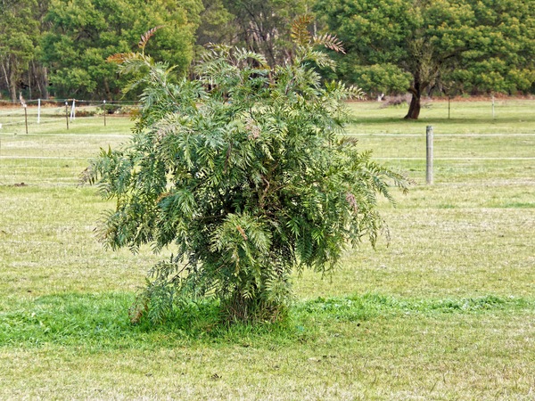 https://lemis.nyc3.digitaloceanspaces.com/grog/Photos/20240722/small/Grevillea-robusta.jpeg
