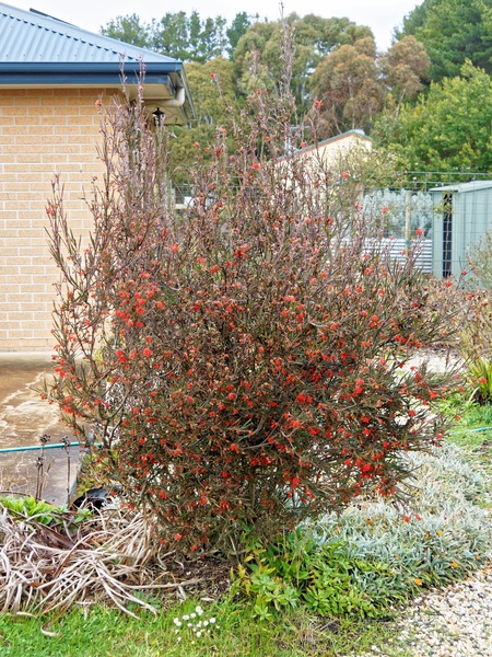 https://lemis.nyc3.digitaloceanspaces.com/grog/Photos/20240722/small/Grevillea.jpeg