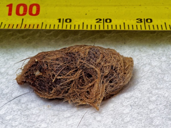 https://lemis.nyc3.digitaloceanspaces.com/grog/Photos/20240722/small/Hairball-1.jpeg