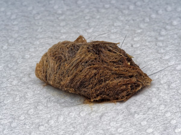 https://lemis.nyc3.digitaloceanspaces.com/grog/Photos/20240722/small/Hairball-3.jpeg