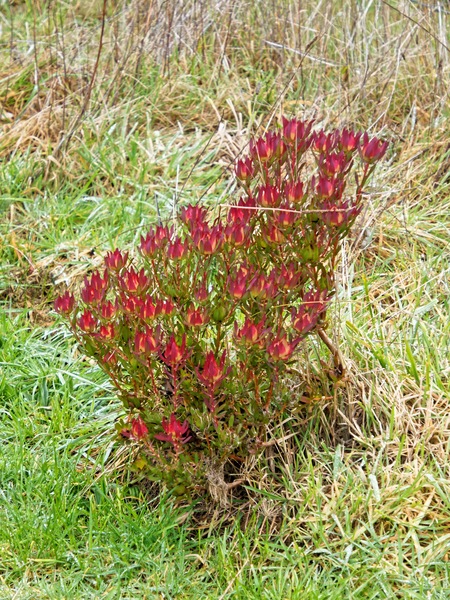 https://lemis.nyc3.digitaloceanspaces.com/grog/Photos/20240722/small/Leucadendron.jpeg