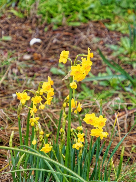 https://lemis.nyc3.digitaloceanspaces.com/grog/Photos/20240722/small/Narcissus-2.jpeg