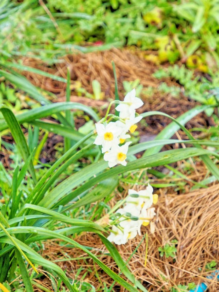 https://lemis.nyc3.digitaloceanspaces.com/grog/Photos/20240722/small/Narcissus-3.jpeg
