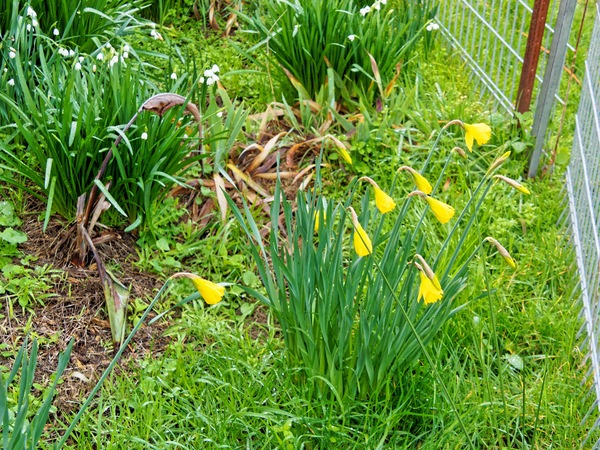 https://lemis.nyc3.digitaloceanspaces.com/grog/Photos/20240722/small/Narcissus-4.jpeg
