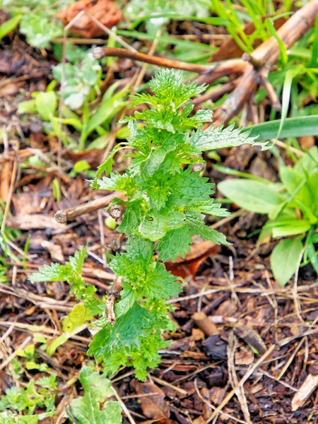 https://lemis.nyc3.digitaloceanspaces.com/grog/Photos/20240722/small/Nettle.jpeg