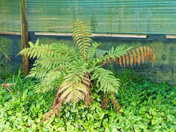 https://lemis.nyc3.digitaloceanspaces.com/grog/Photos/20240722/small/Tree-fern-1.jpeg