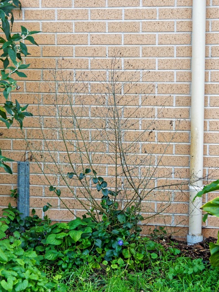 https://lemis.nyc3.digitaloceanspaces.com/grog/Photos/20240722/small/Wildflower.jpeg
