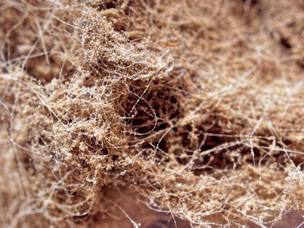 https://lemis.nyc3.digitaloceanspaces.com/grog/Photos/20240731/small/Dirt-on-coil-5.jpeg