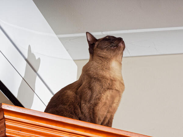 https://lemis.nyc3.digitaloceanspaces.com/grog/Photos/20240803/small/Bruno-12.jpeg