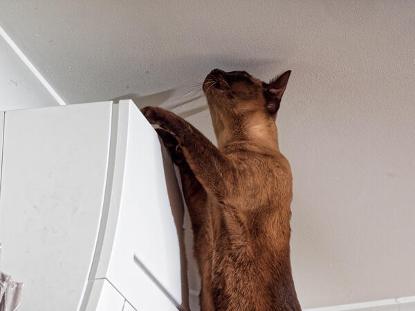 https://lemis.nyc3.digitaloceanspaces.com/grog/Photos/20240803/small/Bruno-4.jpeg