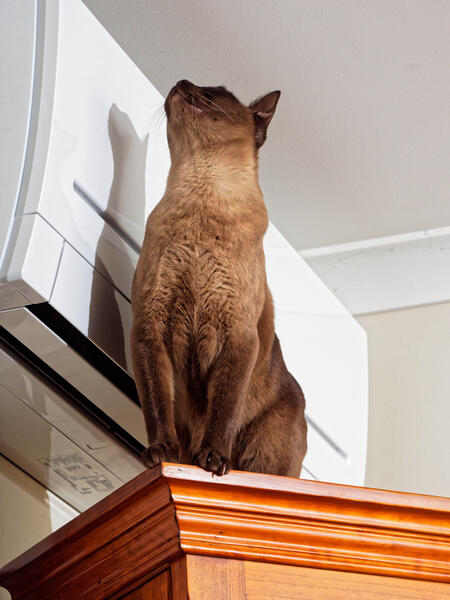 https://lemis.nyc3.digitaloceanspaces.com/grog/Photos/20240803/small/Bruno-8.jpeg