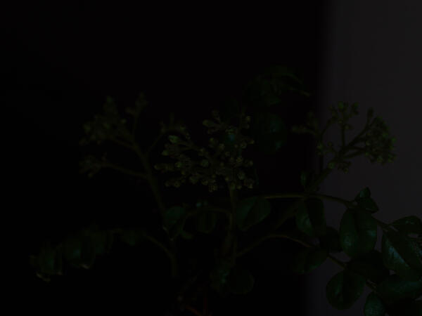 https://lemis.nyc3.digitaloceanspaces.com/grog/Photos/20240917/small/Curry-tree-1.jpeg