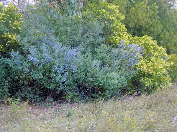 https://lemis.nyc3.digitaloceanspaces.com/grog/Photos/20240922/small/Wildflower-1.jpeg