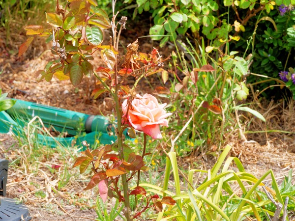 https://lemis.nyc3.digitaloceanspaces.com/grog/Photos/20241120/small/Roses-2.jpeg