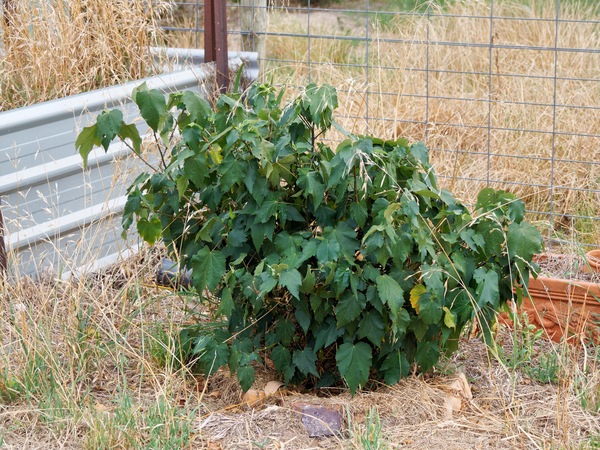 https://lemis.nyc3.digitaloceanspaces.com/grog/Photos/20250122/small/Abutilon-1.jpeg