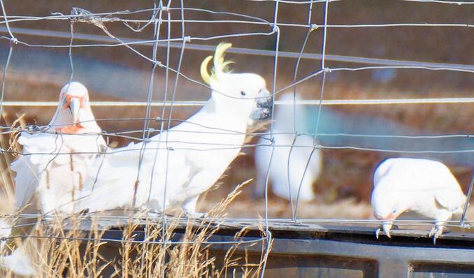 https://lemis.nyc3.digitaloceanspaces.com/grog/Photos/20250213/small/Cockatoos-and-corellas-9-detail.jpeg