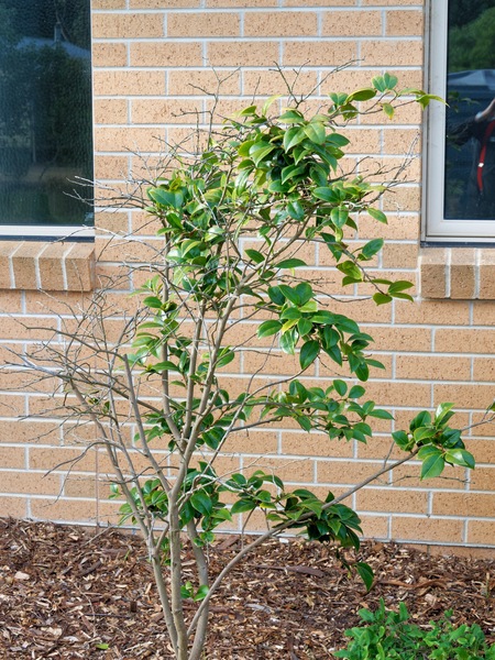 https://lemis.nyc3.digitaloceanspaces.com/grog/Photos/20250222/small/Camellia.jpeg