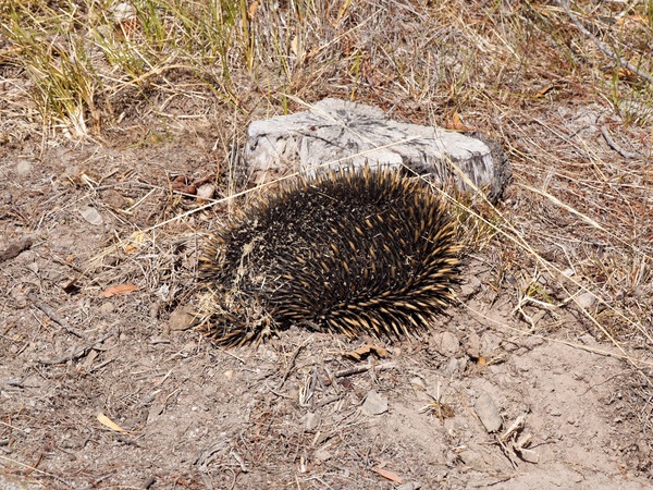 https://lemis.nyc3.digitaloceanspaces.com/grog/Photos/20250306/small/Echidna-3.jpeg